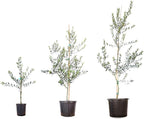 Arbequina Olive 4-5'