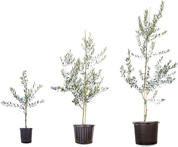 Arbequina Olive 3-4'