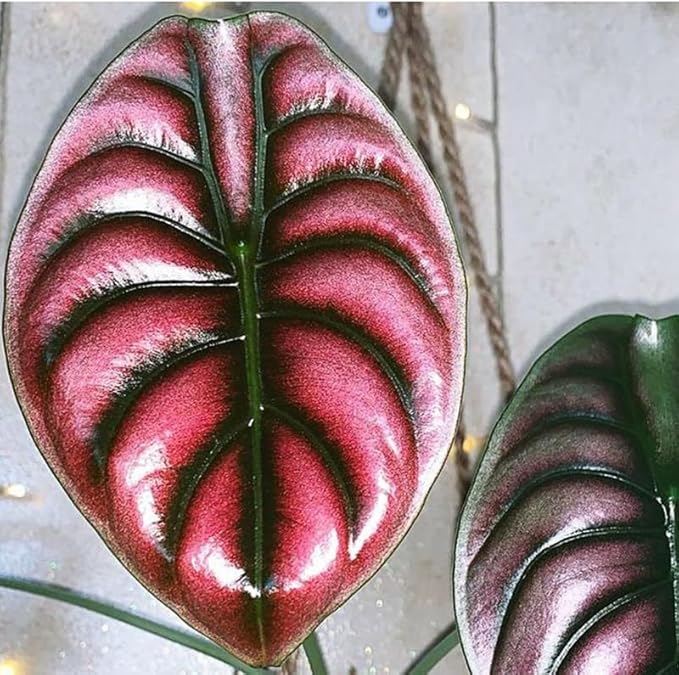 2 Rare Red Alocasia Plants Live Houseplant for Indoor Outdoor Growing, 4 to 8 Inches Tall, Rare and Hardy