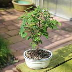 Brussel's Bonsai - Live Trident Maple Bonsai Tree, Outdoor Bonsai Tree Live Plant, Deciduous Bonsai for Patio Garden Landscape Décor