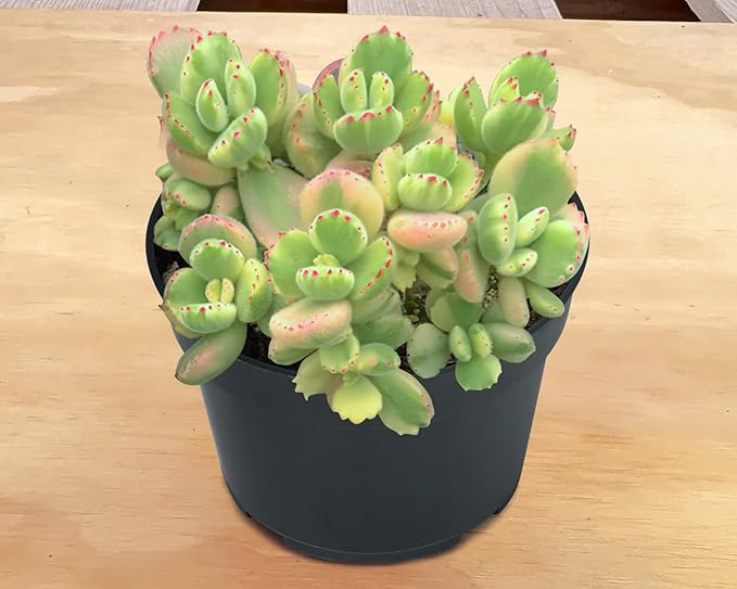 Sprout N Green Bear’s Paws, Live Succulent Fully Rooted in 4" Pots with Soil Mix, Rare House Plant for Home Office Indoor Outdoor Wedding Decor, DIY Projects, Party Favor