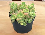 Sprout N Green Bear’s Paws, Live Succulent Fully Rooted in 4" Pots with Soil Mix, Rare House Plant for Home Office Indoor Outdoor Wedding Decor, DIY Projects, Party Favor