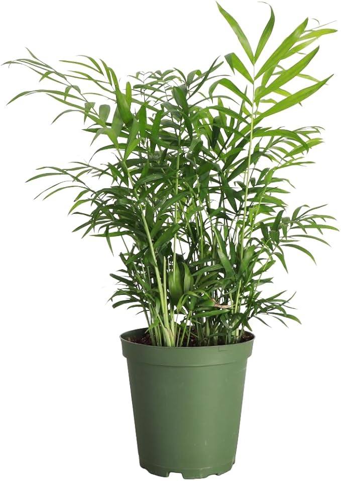 Thorsen's Greenhouse Parlor Palm Plant, Live Indoor Plant, Neanthe Bella Palm, Natural Air Purifier, Easy to Grow, Pet Safe Plant, 6-inch Diameter Pot (Nursery Pot (6" Pot))