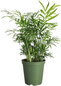 Thorsen's Greenhouse Parlor Palm Plant, Live Indoor Plant, Neanthe Bella Palm, Natural Air Purifier, Easy to Grow, Pet Safe Plant, 6-inch Diameter Pot (Nursery Pot (6" Pot))