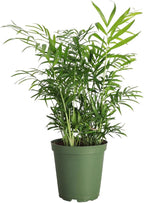 Thorsen's Greenhouse Parlor Palm Plant, Live Indoor Plant, Neanthe Bella Palm, Natural Air Purifier, Easy to Grow, Pet Safe Plant, 6-inch Diameter Pot (Nursery Pot (6" Pot))