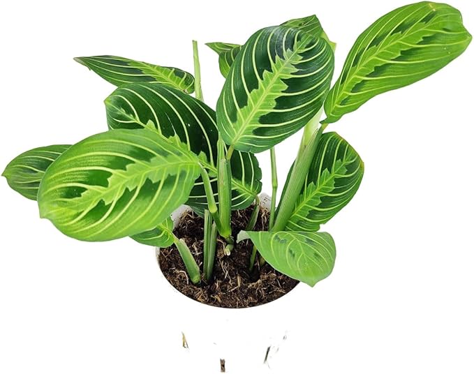 Maranta Lemon Lime (4 inch) - Pet-Friendly Houseplants - Attractive Indoor Plants, Easy to Grow, Pet Safe Plants for Cats & Dogs, Ideal for Home Decor, Office & Gift