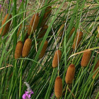 Chalily Graceful Cattail, a Great Live Pond Plant for Your Water Garden. Filters The koi and Goldfish Pond. Good for Bogs, Plant Shelf or Shallow Water This marginal Aquatic is a Real Beauty