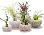 5 Pcs Conch Plant Holders, Sea Shell Air Plant Holders for Hanging Decorative Air Plant Display Containers Sea Urchin Hanging Pot for Garden Beach Theme Party