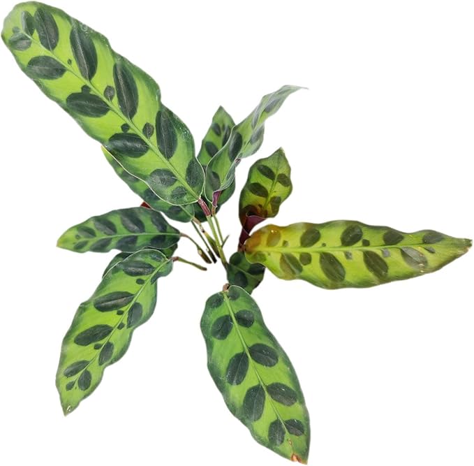 Calathea Lancifolia 'Rattlesnake' Plant (6 inch) - Pet-Friendly Houseplants - Attractive Indoor Plants, Easy to Grow, Pet Safe Plants for Cats & Dogs, Ideal for Home Decor, Office & Gift