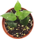 Hoya Krohniana - 3'' from California Tropicals