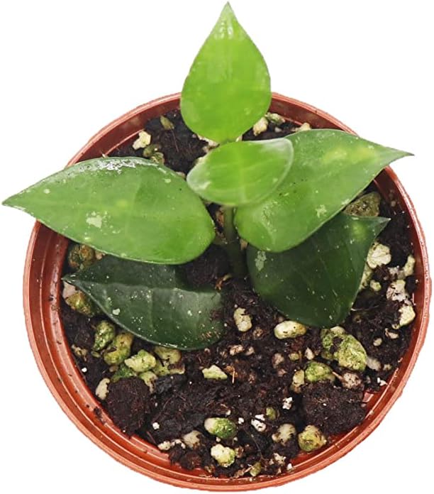 Hoya Krohniana - 3'' from California Tropicals