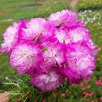 500+ Clara Moss Rose Seeds Portulaca grandiflora Moss Rose Flowers Seeds Vietnam Rose Ground Cover Plant