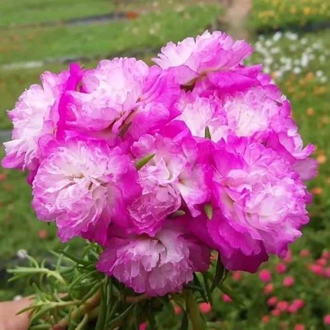 500+ Clara Moss Rose Seeds Portulaca grandiflora Moss Rose Flowers Seeds Vietnam Rose Ground Cover Plant