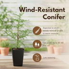 My Shelfie – Arizona Cypress Bonsai Starter Tree (Cupressus arizonica), 2-Inch Live Evergreen Plant for Indoor or Outdoor Bonsai Garden, Home & Living Room Décor (5)