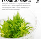 Ultum Nature Systems Live Tissue Culture - Pogostemon Erectus - Moderate - Medium to High Light - Bright Green Accent - Background - 100% Snail Free Grown in-Vitro - Regular Cup