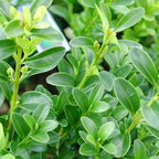 Green Velvet Hybrid Boxwood Shrub- Dense Evergreen for Hedges & Topiary- Pet Safe, Container Friendly, Low Maintenance 3 Gallon