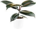 Burgundy Rubber Plant (4" Grower Pot) - Air Purifying and Live Healthy Houseplant - Easy to Grow, Easy to Care Indoor Houseplant