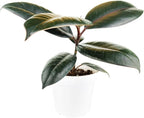 Burgundy Rubber Plant (4" Grower Pot) - Air Purifying and Live Healthy Houseplant - Easy to Grow, Easy to Care Indoor Houseplant