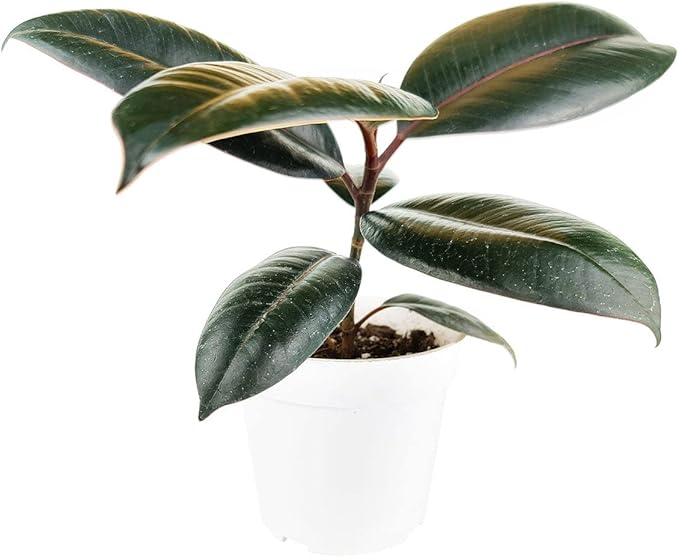Burgundy Rubber Plant (4" Grower Pot) - Air Purifying and Live Healthy Houseplant - Easy to Grow, Easy to Care Indoor Houseplant