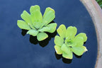 2 Water Lettuce + 2 Water Hyacinth Bundle - Floating Live Pond Plants for Outdoor Water Gardens
