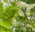 Virginia Sweetspire 1 Live Shrub (Itea virginica) – Native Pollinator Shrub with Fragrant White Flowers – 1 Gallon Pot, 2–3 ft Plant