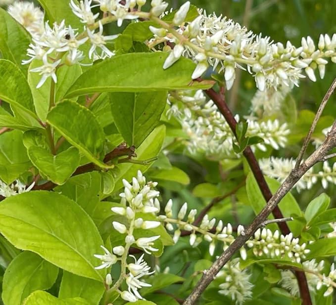 Virginia Sweetspire 4 Live Shrub (Itea virginica) – Native Pollinator Shrub with Fragrant White Flowers – 1 Gallon Pot, 2–3 ft Plant
