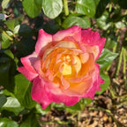 Rose Live Plant, Roses Flower Plant, Fragrant Flower for Planting, 4-6 Inches Tall, Bush Shrub Plants, Well Rooted, Ready to Grow (Pink Yellow Rose)