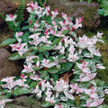 Brighter Blooms - Snow-N-Summer Asiatic Jasmine Shrub, 1 Gallon - Live Plant - No Shipping to AK, AZ, HI