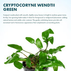 SubstrateSource Cryptocoryne Live Aquarium Plants - Freshwater Plant for Aquariums, Planted Fish Tanks - Beginner Friendly (Wendtii Green, 5 Pots (20-25 Plants))