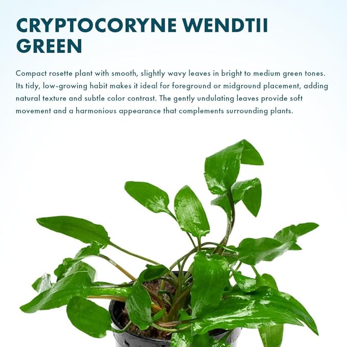 SubstrateSource Cryptocoryne Live Aquarium Plants - Freshwater Plant for Aquariums, Planted Fish Tanks - Beginner Friendly (Wendtii Green, 3 Pots (15-20 Plants))