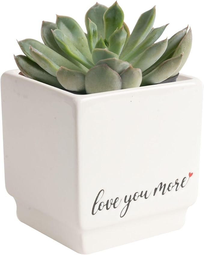 Costa Farms Mini Succulent Live Plant, Easy to Grow Echeveria Succulent in Cute Pot, Tabletop Succulents Room Decor, Housewarming, 4-Inches Tall | Valentines Day Gift | Valentines Day Decoration