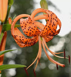 50PCS Orange Tiger Lily Seeds Rare Bloom Flower Seeds Heirloom
