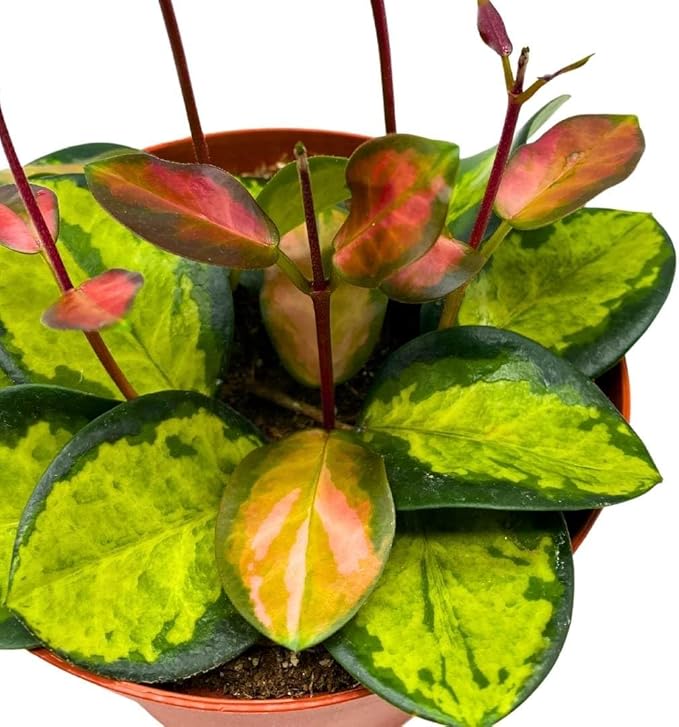 BubbleBlooms Variegated Hoya Australis, Tricolor Lisa, Very Rare Limited Live Plant, in 4 inch Pot