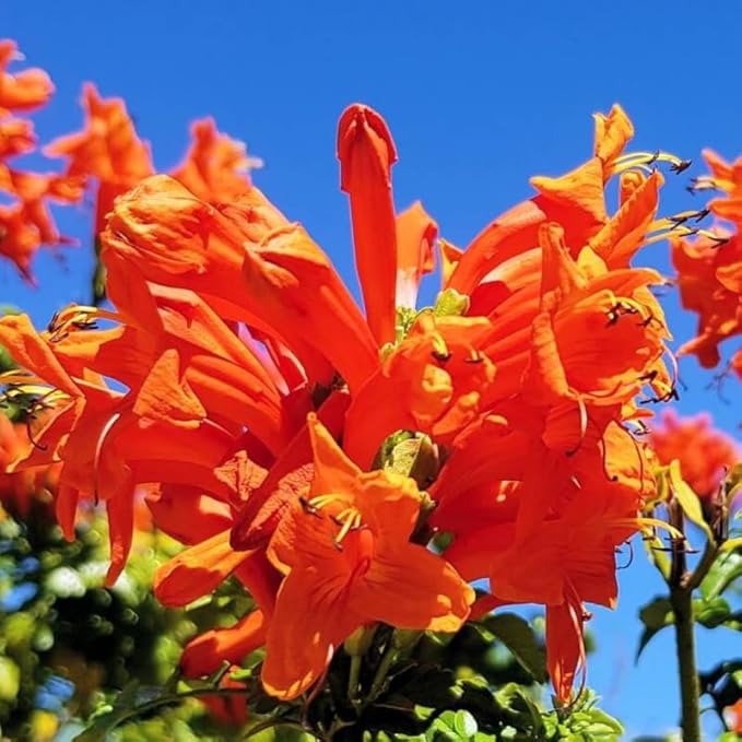 Fragrant Orange Honeysuckle Plants Live Vines, Perennial Lonicera Tecoma Honeysuckle Plants, 5 to 9 Inches Tall
