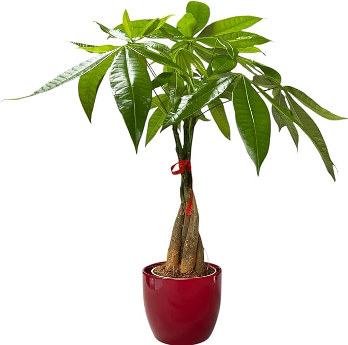 Money Tree Live Plant | 14-22 Inches Tall Bonsai | Easy to Grow Indoor Houseplant | Home, Office, or Room Decor | Birthday, Housewarming Gift (Red)