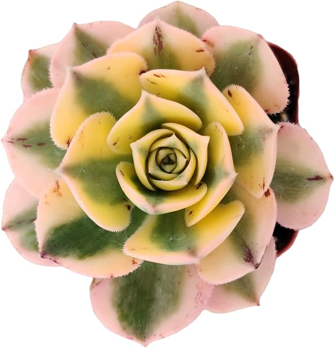 Live Succulent Cactus Plants from USKC (2" Pot) (Aeonium Sunburst)
