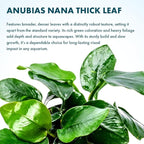 SubstrateSource Anubias Live Aquarium Plants - Potted Freshwater Plant for Fish Tanks, Terrariums - Beginner Friendly Low Light (Nana Thick Leaf, 1 Pot)