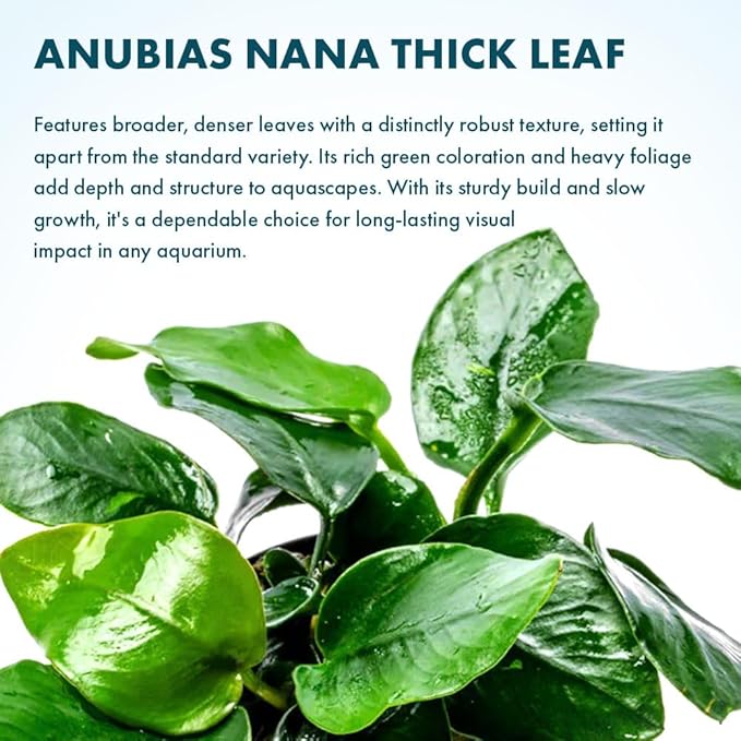 SubstrateSource Anubias Live Aquarium Plants - Potted Freshwater Plant for Fish Tanks, Terrariums - Beginner Friendly Low Light (Nana Thick Leaf, 1 Pot)