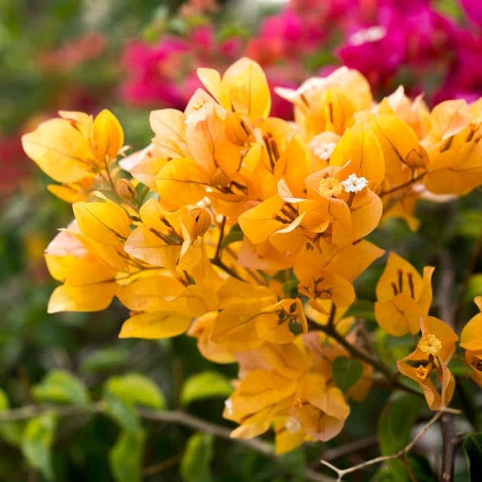 2 Yellow Bougainvillea Plants Live, Trailing Bougainvillea Flowering Vine, Well Rooted Bougainvilleas 4-7 Inches