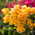 2 Yellow Bougainvillea Plants Live, Trailing Bougainvillea Flowering Vine, Well Rooted Bougainvilleas 4-7 Inches