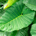 2 Green Giant Taro Alocasia Plants Live Houseplant for Indoor Outdoor Growing, 4 to 8 Inches Tall, Rare and Hardy