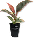 Ficus Tineke Tree - Live Starter Plant in a 2 Inch Pot - Ficus Elastica Tineke - Stunning Easy Care Interior Houseplant