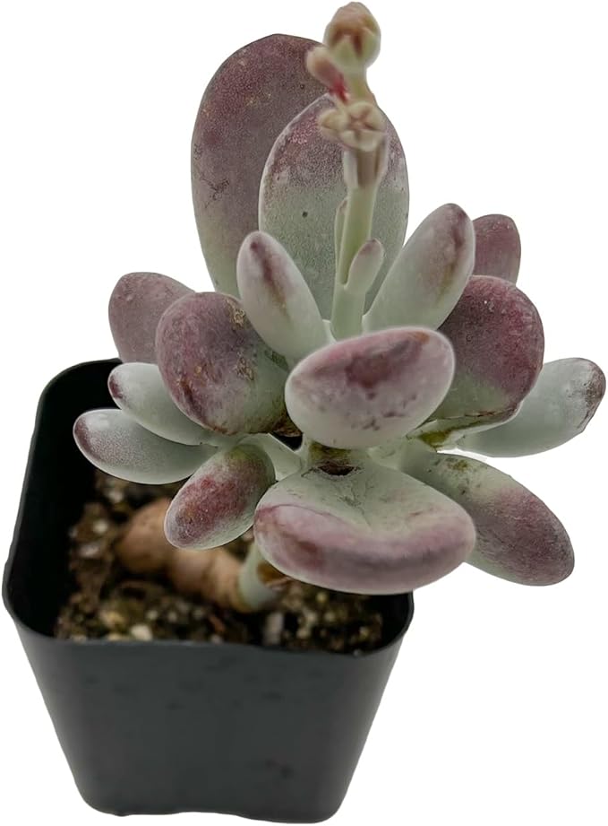 Sprout N Green Cotyledon Orbiculata cv., Rare Live Succulent Plant Fully Rooted in 2" Planter with Soil, Home Office Indoor Outdoor Wedding Decoration DIY Projects Party Favor, Keep Away from Pets