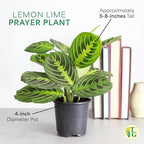 Thorsen's Greenhouse Lemon Lime Prayer Plant, Live Indoor Plant, Pet Friendly, Attractive Houseplant, Lemon Maranta, Natural Air Purifier, Easy to Grow, 4" Diameter Pot (Coffee)