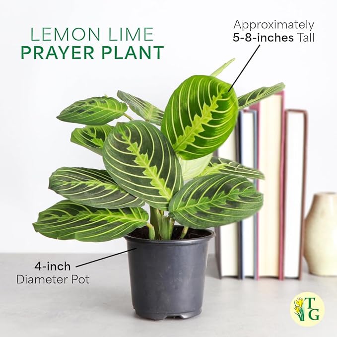 Thorsen's Greenhouse Lemon Lime Prayer Plant, Live Indoor Plant, Pet Friendly, Attractive Houseplant, Lemon Maranta, Natural Air Purifier, Easy to Grow, 4" Diameter Pot (3 Pack Nursery Pots)