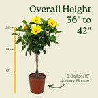 Braided Yoder Yellow Hibiscus Tree - Yellow Hibiscus Flowers - Overall Size 36" to 42" - Live Plant - Tropical Plants of Florida (Plant)
