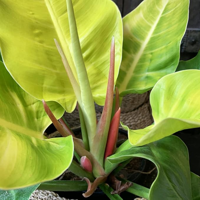 Philodendron Moonlight - Live Plant in a 4 Inch Growers Pot - Philodendron 'Moonlight' - Extremely Rare Indoor Air Purifying Houseplant