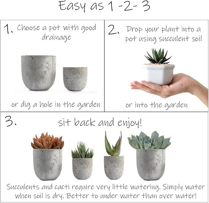 Altman Plants, Assorted Cactus Plants Live Plants (4 Pack), Live Cactus Plant Live Succulents Plants Live Houseplants, Cacti Live Indoor Plants Succulent Plants House Plants in Cactus Soil Potting Mix