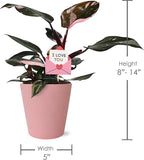 Green Circle Growers 5" Pink Princess Philodendron – Love You Edition in Pink Decorative Pot, Live Indoor Houseplant