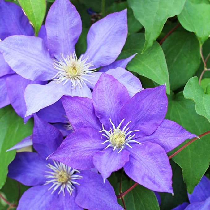 Clematis Vine Plant, Clematis Vine Plants Live in 2.5 Inch Pot, Perennial Climbing Clematis Plants Live for Outdoor Garden (Light Blue Flowers)